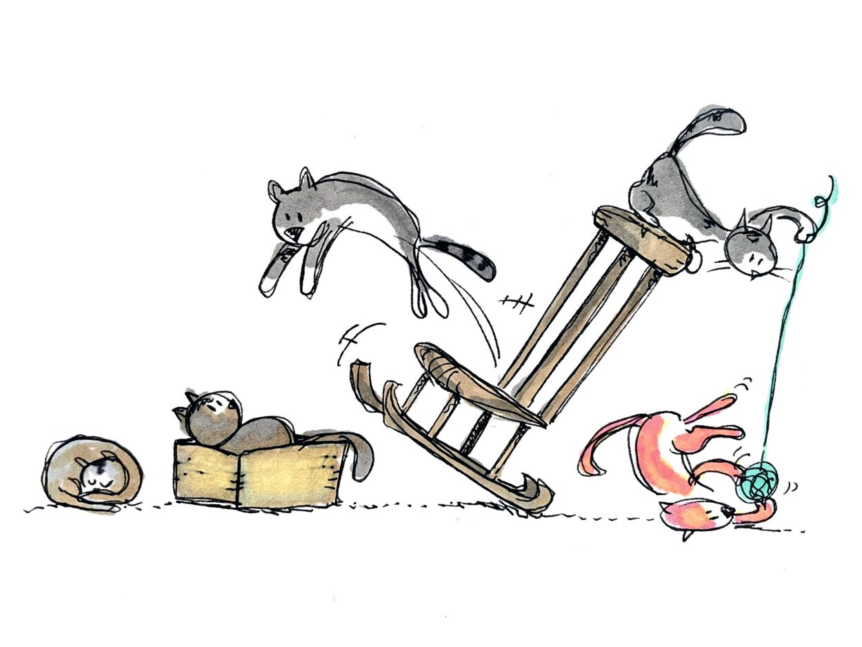 Коты